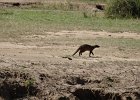DSC01841  Mongoose