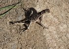 DSC01857  Lizard