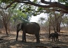 DSC05883  Elephants (Zambia)